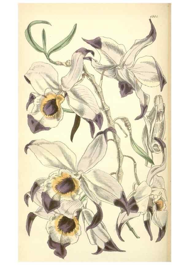 Reproducción/Reproduction 8551804010: Curtis's botanical magazine.. London ;New York [etc.] :Academic Press [etc.]