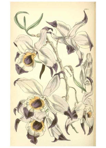 Reproducción/Reproduction 8551804010: Curtis's botanical magazine.. London ;New York [etc.] :Academic Press [etc.]