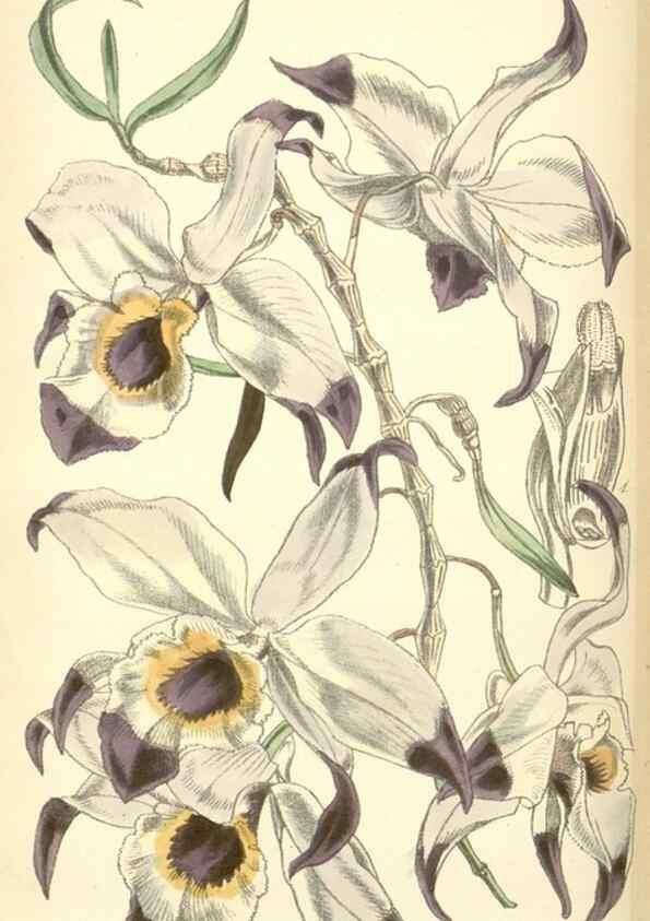 Reproducción/Reproduction 8551804010: Curtis's botanical magazine.. London ;New York [etc.] :Academic Press [etc.]