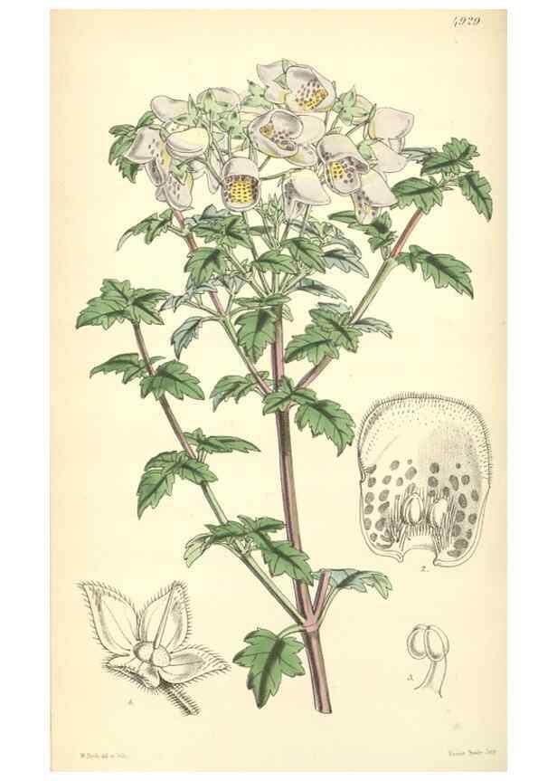 Reproducción/Reproduction 8551790704: Curtis's botanical magazine.. London ;New York [etc.] :Academic Press [etc.]