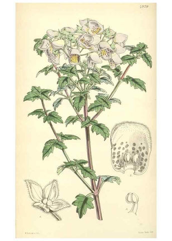 Reproducción/Reproduction 8551790704: Curtis's botanical magazine.. London ;New York [etc.] :Academic Press [etc.]
