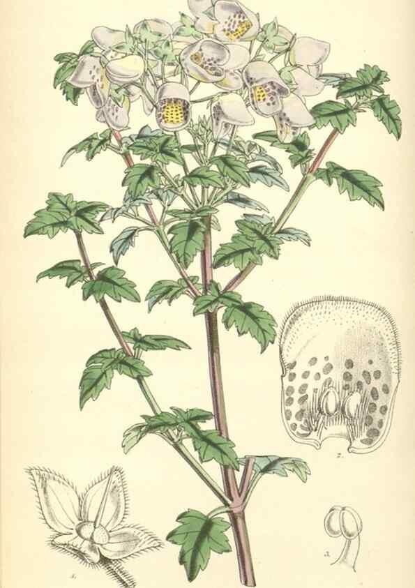 Reproducción/Reproduction 8551790704: Curtis's botanical magazine.. London ;New York [etc.] :Academic Press [etc.]