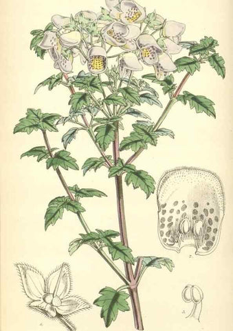 Reproducción/Reproduction 8551790704: Curtis's botanical magazine.. London ;New York [etc.] :Academic Press [etc.]