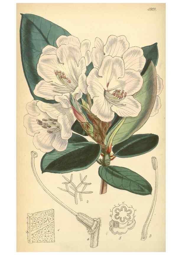 Reproducción/Reproduction 8551789840: Curtis's botanical magazine.. London ;New York [etc.] :Academic Press [etc.]