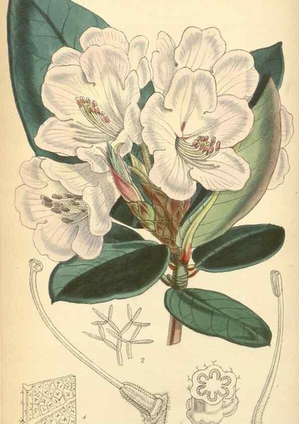 Reproducción/Reproduction 8551789840: Curtis's botanical magazine.. London ;New York [etc.] :Academic Press [etc.]