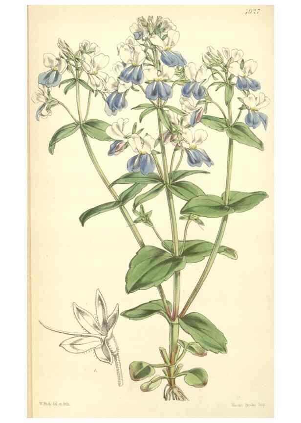 Reproducción/Reproduction 8551788866: Curtis's botanical magazine.. London ;New York [etc.] :Academic Press [etc.]