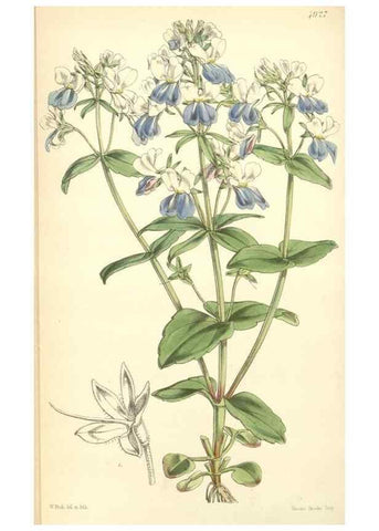 Reproducción/Reproduction 8551788866: Curtis's botanical magazine.. London ;New York [etc.] :Academic Press [etc.]