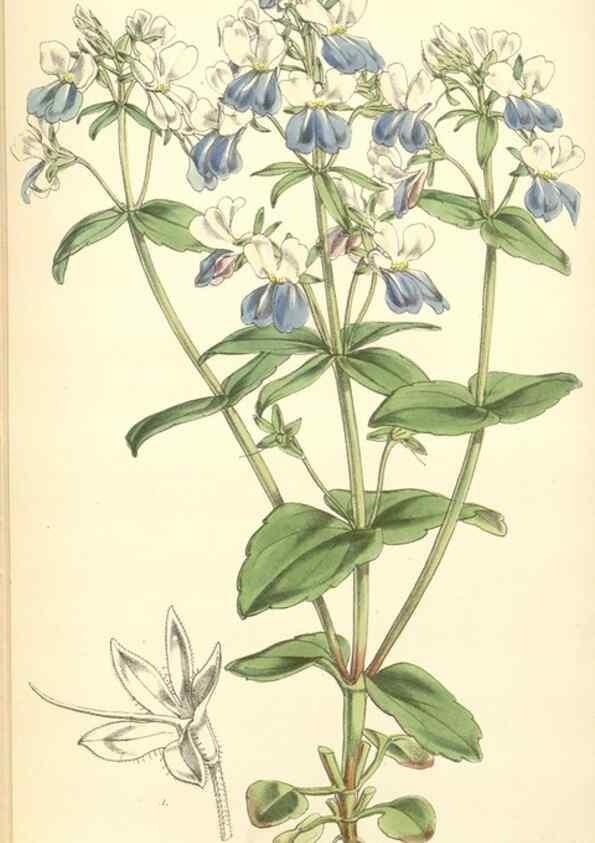 Reproducción/Reproduction 8551788866: Curtis's botanical magazine.. London ;New York [etc.] :Academic Press [etc.]
