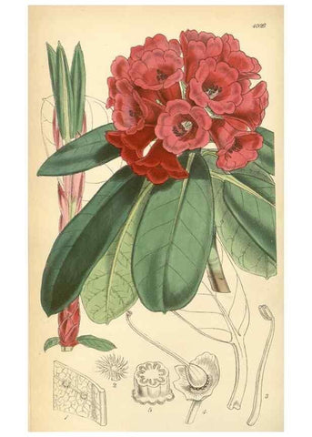 Reproducción/Reproduction 8551787764: Curtis's botanical magazine.. London ;New York [etc.] :Academic Press [etc.]