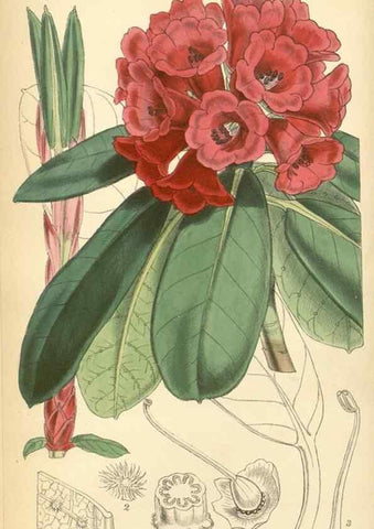Reproducción/Reproduction 8551787764: Curtis's botanical magazine.. London ;New York [etc.] :Academic Press [etc.]