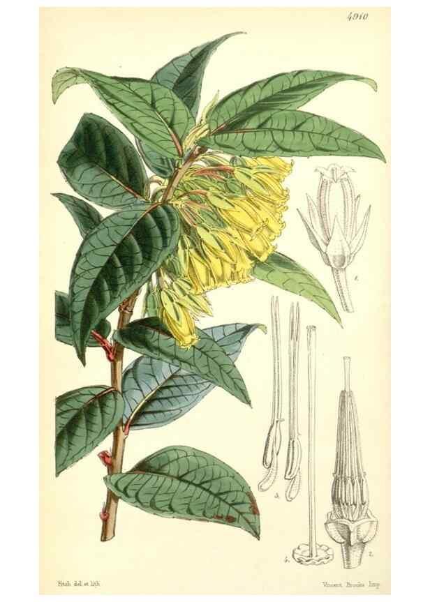 Reproducción/Reproduction 8551775174: Curtis's botanical magazine.. London ;New York [etc.] :Academic Press [etc.]
