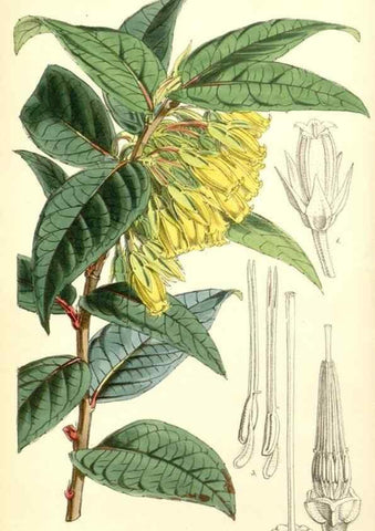 Reproducción/Reproduction 8551775174: Curtis's botanical magazine.. London ;New York [etc.] :Academic Press [etc.]