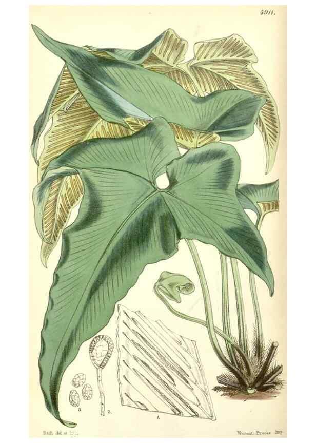 Reproducción/Reproduction 8550674437: Curtis's botanical magazine.. London ;New York [etc.] :Academic Press [etc.]