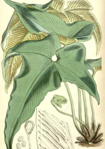 Reproducción/Reproduction 8550674437: Curtis's botanical magazine.. London ;New York [etc.] :Academic Press [etc.]