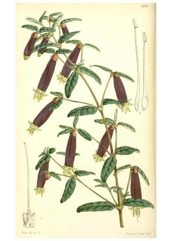 Reproducción/Reproduction 8551776726: Curtis's botanical magazine.. London ;New York [etc.] :Academic Press [etc.]