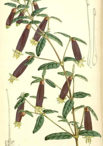 Reproducción/Reproduction 8551776726: Curtis's botanical magazine.. London ;New York [etc.] :Academic Press [etc.]