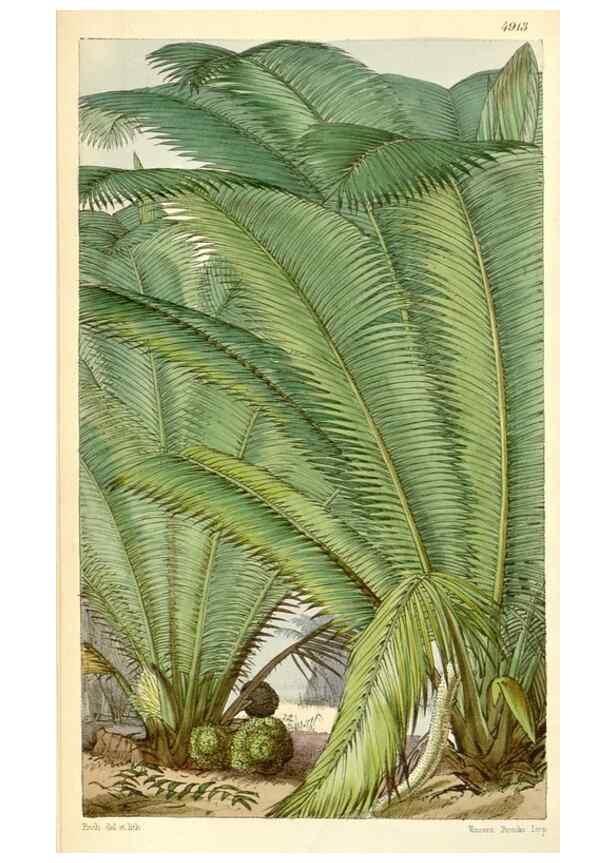 Reproducción/Reproduction 8551777630: Curtis's botanical magazine.. London ;New York [etc.] :Academic Press [etc.]