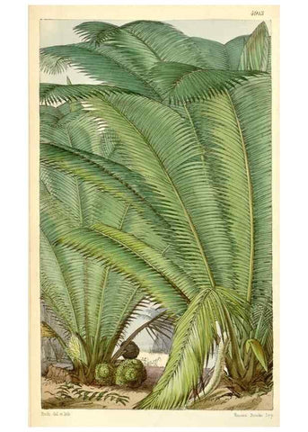 Reproducción/Reproduction 8551777630: Curtis's botanical magazine.. London ;New York [etc.] :Academic Press [etc.]