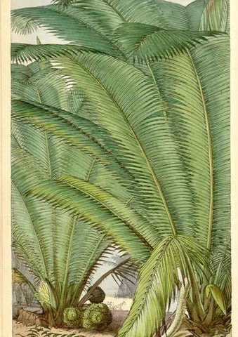 Reproducción/Reproduction 8551777630: Curtis's botanical magazine.. London ;New York [etc.] :Academic Press [etc.]
