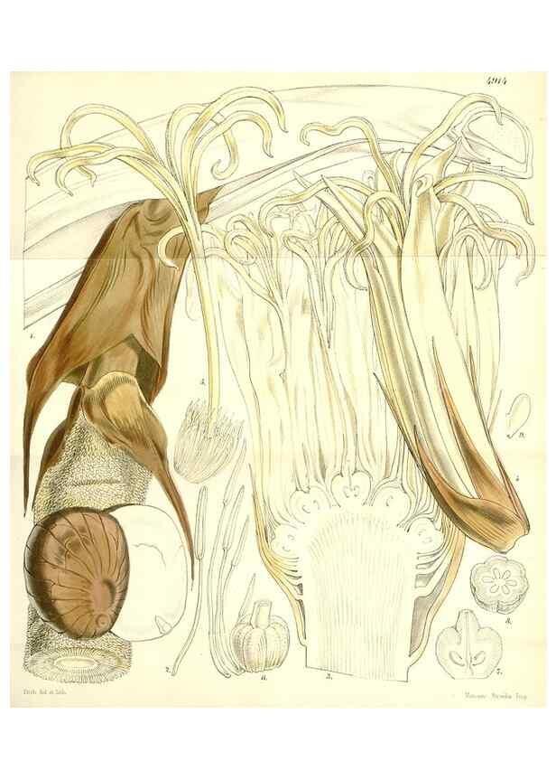 Reproducción/Reproduction 8551778158: Curtis's botanical magazine.. London ;New York [etc.] :Academic Press [etc.]