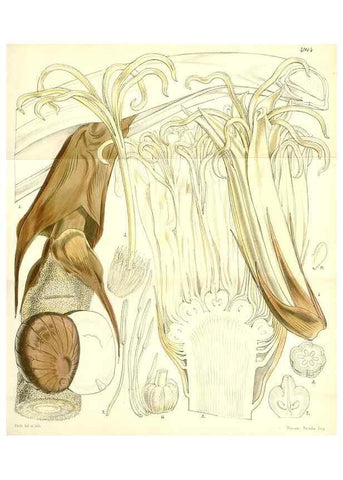 Reproducción/Reproduction 8551778158: Curtis's botanical magazine.. London ;New York [etc.] :Academic Press [etc.]