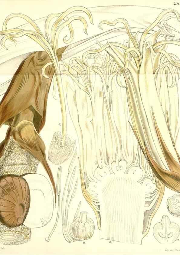Reproducción/Reproduction 8551778158: Curtis's botanical magazine.. London ;New York [etc.] :Academic Press [etc.]