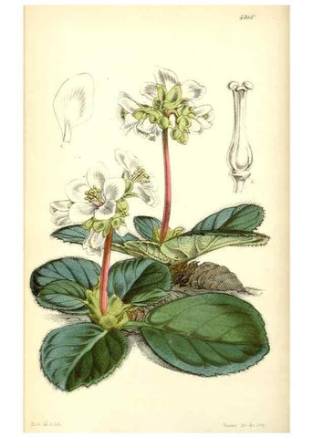 Reproducción/Reproduction 8550677351: Curtis's botanical magazine.. London ;New York [etc.] :Academic Press [etc.]