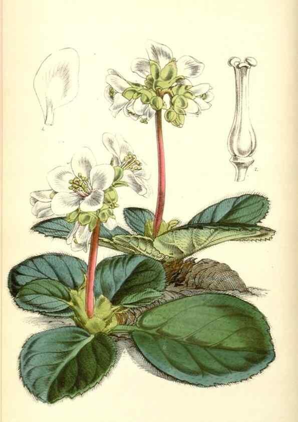 Reproducción/Reproduction 8550677351: Curtis's botanical magazine.. London ;New York [etc.] :Academic Press [etc.]