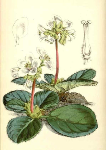 Reproducción/Reproduction 8550677351: Curtis's botanical magazine.. London ;New York [etc.] :Academic Press [etc.]
