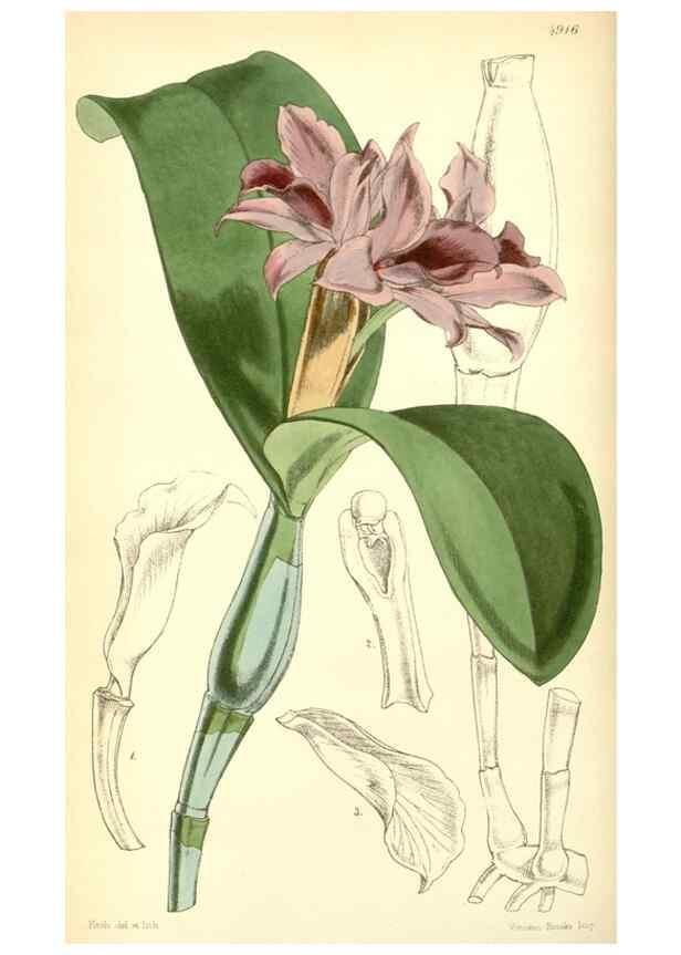 Reproducción/Reproduction 8551779466: Curtis's botanical magazine.. London ;New York [etc.] :Academic Press [etc.]