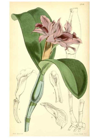 Reproducción/Reproduction 8551779466: Curtis's botanical magazine.. London ;New York [etc.] :Academic Press [etc.]