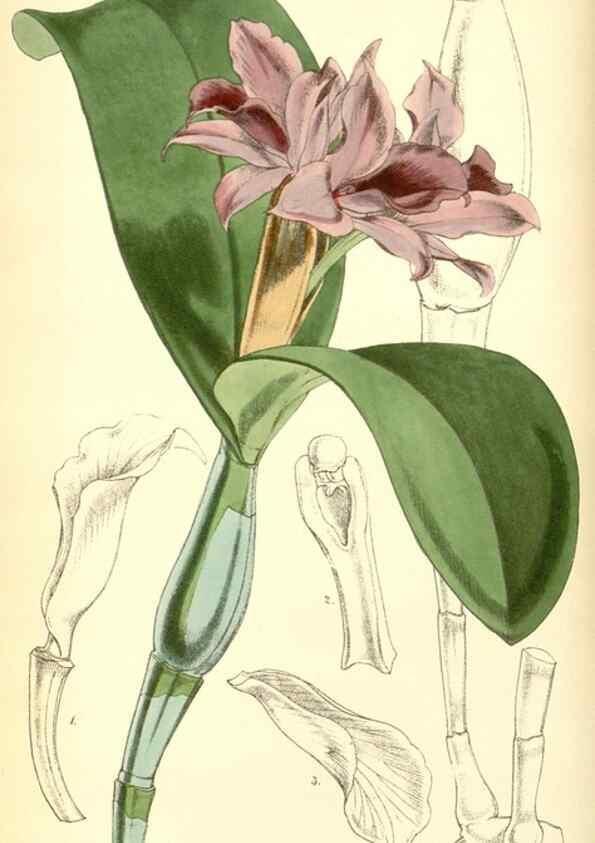Reproducción/Reproduction 8551779466: Curtis's botanical magazine.. London ;New York [etc.] :Academic Press [etc.]