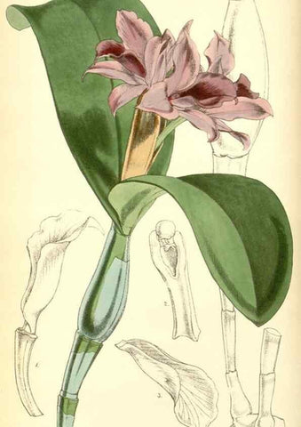 Reproducción/Reproduction 8551779466: Curtis's botanical magazine.. London ;New York [etc.] :Academic Press [etc.]