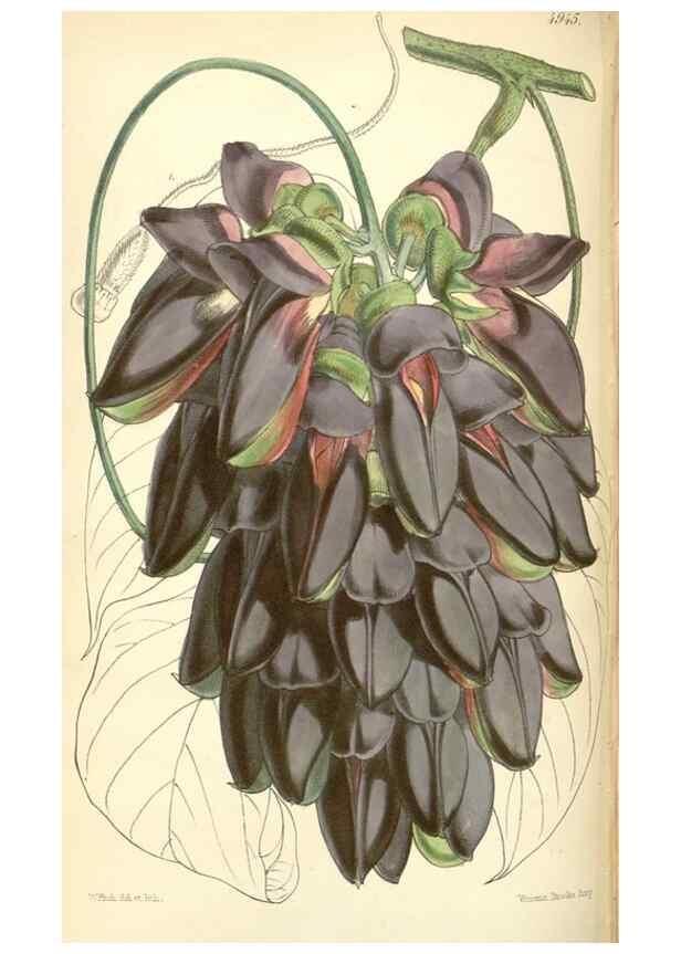 Reproducción/Reproduction 8550703565: Curtis's botanical magazine.. London ;New York [etc.] :Academic Press [etc.]