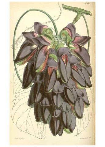 Reproducción/Reproduction 8550703565: Curtis's botanical magazine.. London ;New York [etc.] :Academic Press [etc.]
