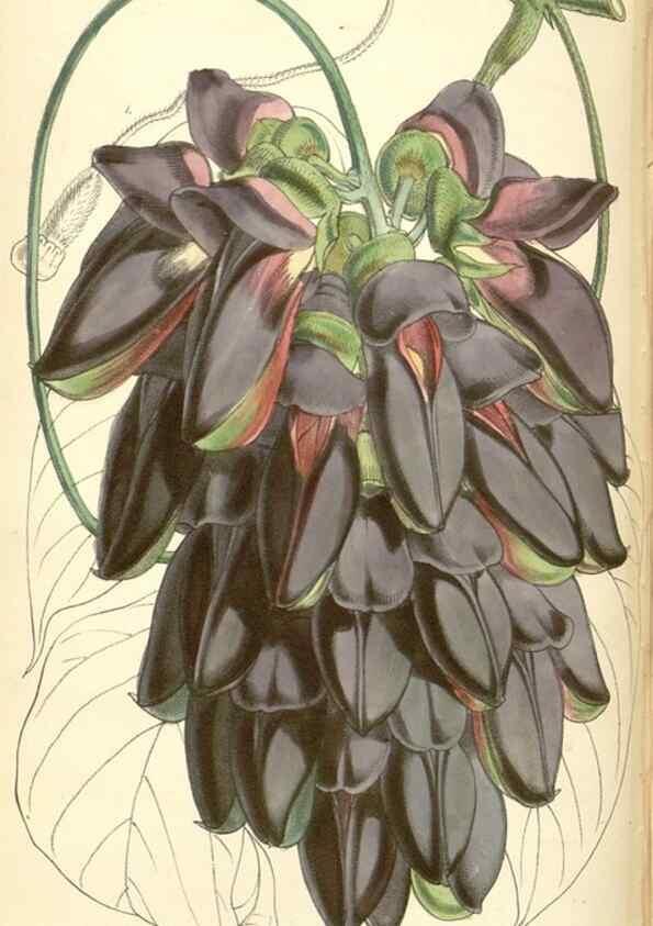 Reproducción/Reproduction 8550703565: Curtis's botanical magazine.. London ;New York [etc.] :Academic Press [etc.]