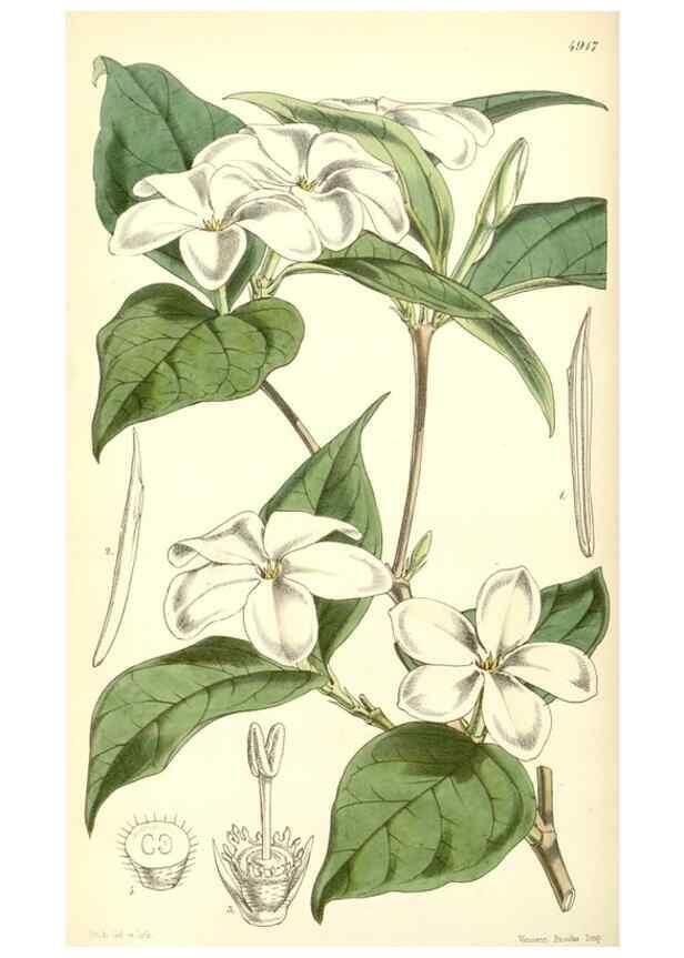 Reproducción/Reproduction 8551780304: Curtis's botanical magazine.. London ;New York [etc.] :Academic Press [etc.]
