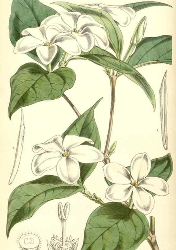Reproducción/Reproduction 8551780304: Curtis's botanical magazine.. London ;New York [etc.] :Academic Press [etc.]