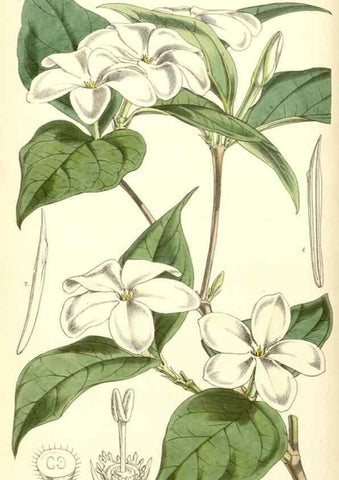Reproducción/Reproduction 8551780304: Curtis's botanical magazine.. London ;New York [etc.] :Academic Press [etc.]