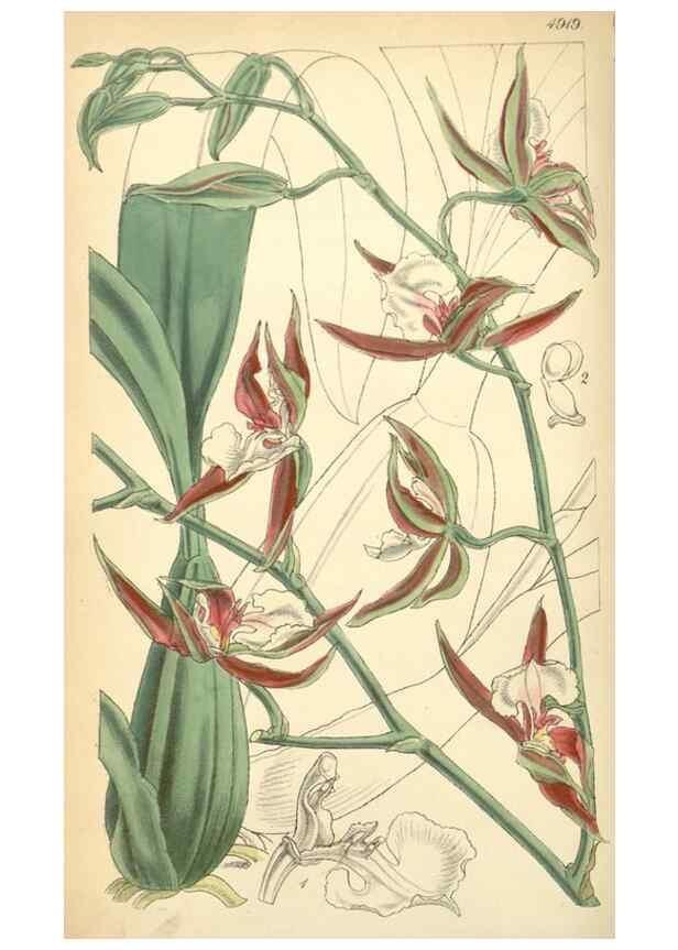 Reproducción/Reproduction 8551782256: Curtis's botanical magazine.. London ;New York [etc.] :Academic Press [etc.]