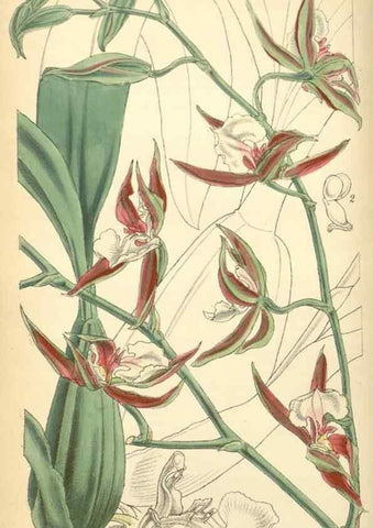 Reproducción/Reproduction 8551782256: Curtis's botanical magazine.. London ;New York [etc.] :Academic Press [etc.]