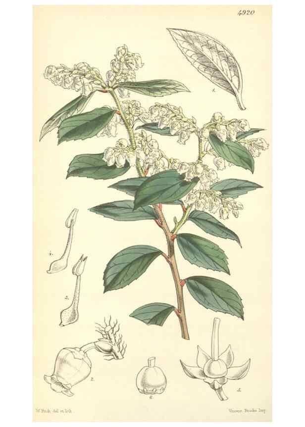Reproducción/Reproduction 8551783070: Curtis's botanical magazine.. London ;New York [etc.] :Academic Press [etc.]