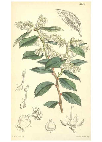 Reproducción/Reproduction 8551783070: Curtis's botanical magazine.. London ;New York [etc.] :Academic Press [etc.]