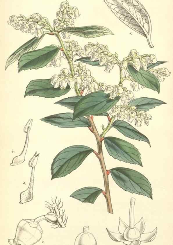 Reproducción/Reproduction 8551783070: Curtis's botanical magazine.. London ;New York [etc.] :Academic Press [etc.]
