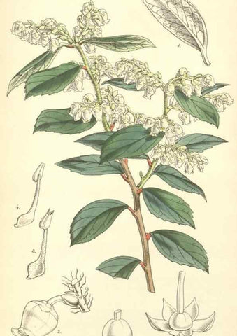 Reproducción/Reproduction 8551783070: Curtis's botanical magazine.. London ;New York [etc.] :Academic Press [etc.]