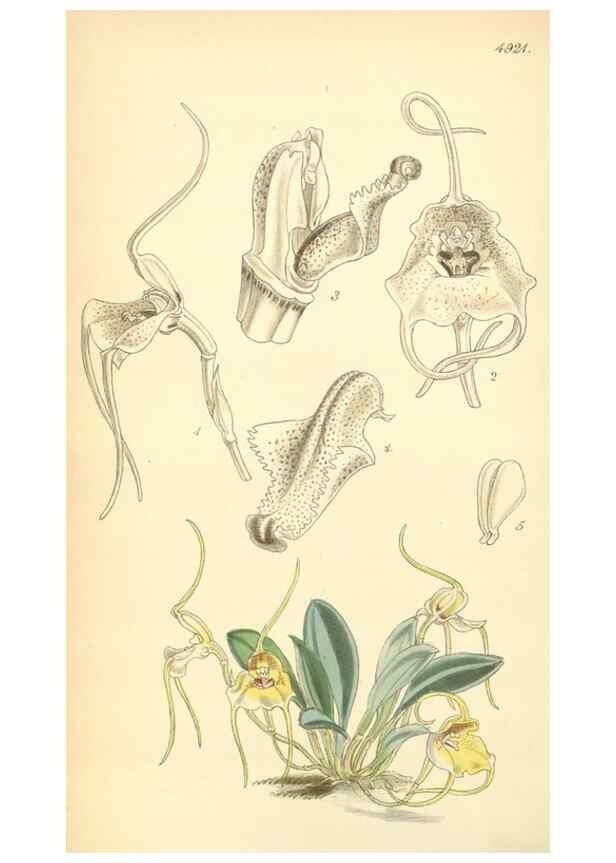 Reproducción/Reproduction 8551784104: Curtis's botanical magazine.. London ;New York [etc.] :Academic Press [etc.]