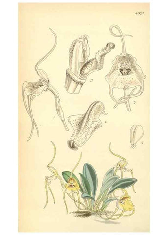 Reproducción/Reproduction 8551784104: Curtis's botanical magazine.. London ;New York [etc.] :Academic Press [etc.]