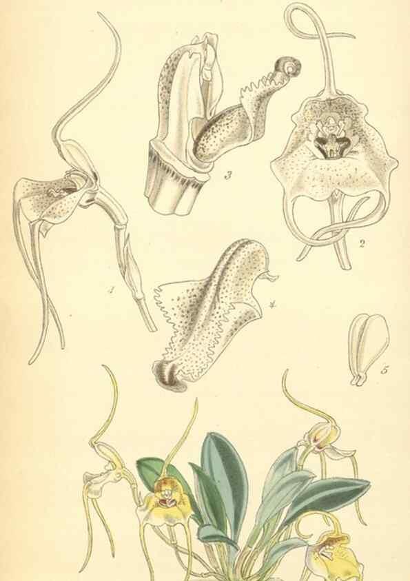 Reproducción/Reproduction 8551784104: Curtis's botanical magazine.. London ;New York [etc.] :Academic Press [etc.]