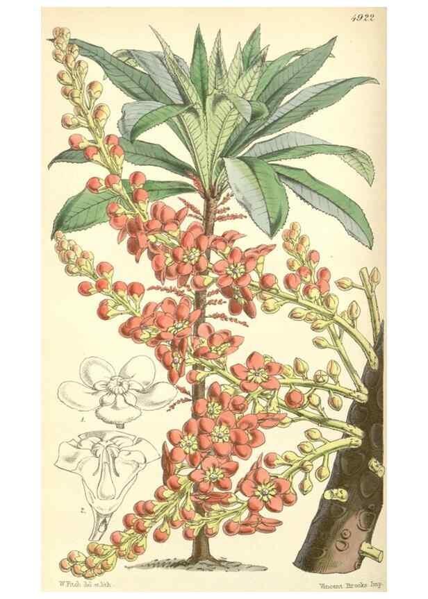 Reproducción/Reproduction 8551784906: Curtis's botanical magazine.. London ;New York [etc.] :Academic Press [etc.]