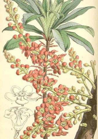 Reproducción/Reproduction 8551784906: Curtis's botanical magazine.. London ;New York [etc.] :Academic Press [etc.]